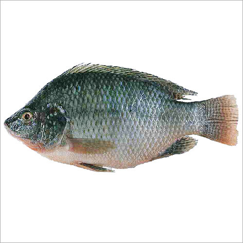 Tilapia Fish