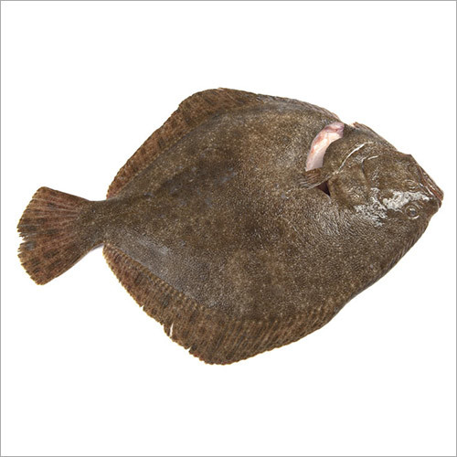 Turbot Fish