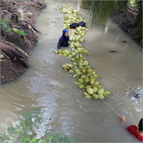 Natural Coconut Water