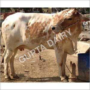 सफेद भूरी राठी गाय
