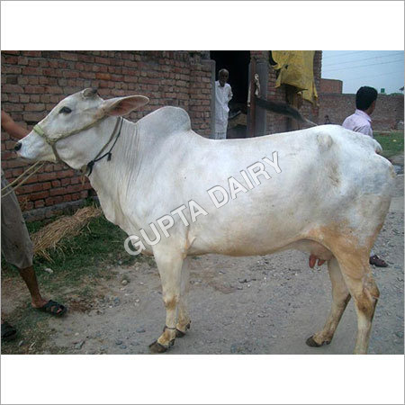 सफेद हरियाणा गाय