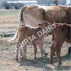 Sahiwal Heifer - Color: Brown