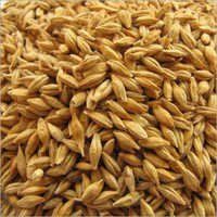 Raw Barley
