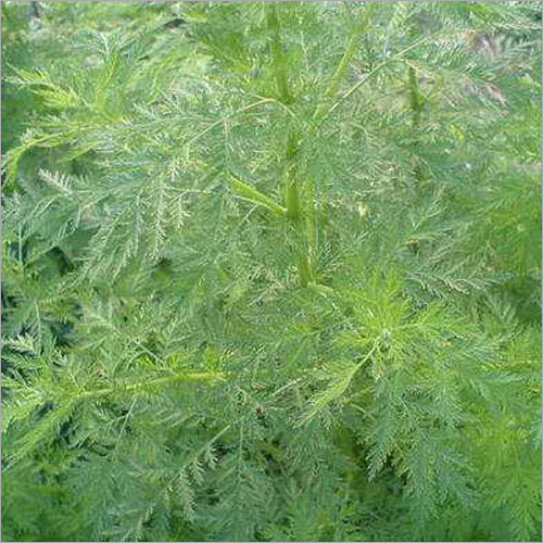 Artemisinin Extracts Purity(%): 99%