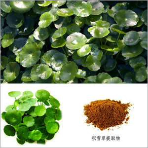 Centella Asiatica Extract - 80% Purity, Light Yellow Powder, Leaf Derived | Anti-radiation, Detoxification, Hepatoprotective, Dermal Reconstruction Support