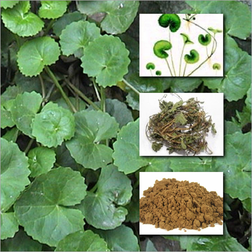Centella Asiatica Extract - 80% Purity, Light Yellow Powder, Leaf Derived | Anti-radiation, Detoxification, Hepatoprotective, Dermal Reconstruction Support
