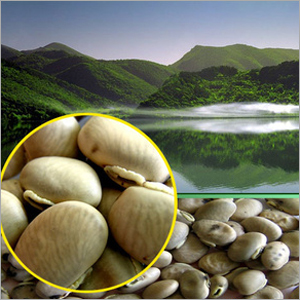 Levodopa Powder