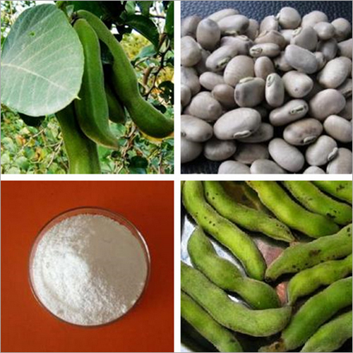 Levodopa Powder