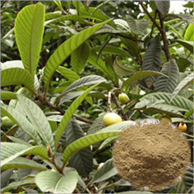 Ursolic Acid Powder Grade: Medicine Grade