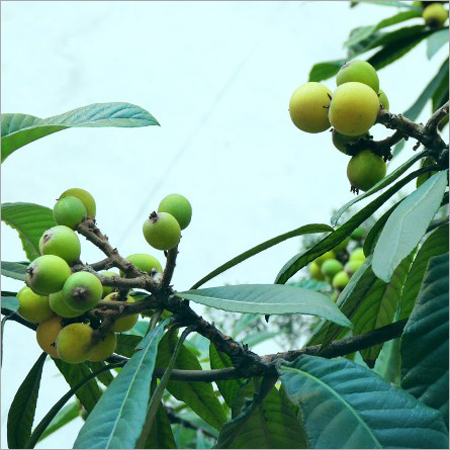 Ursolic Acid Powder Grade: Medicine Grade