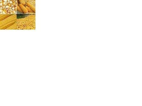 Human Consumption Corn