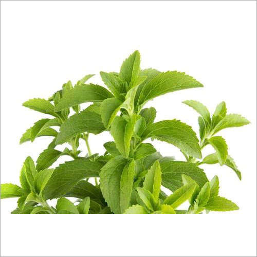 स्टीविया पत्ते