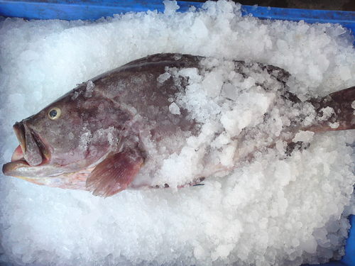 बर्फ में रीफ कॉड