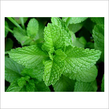 पुदीना की पत्तियां