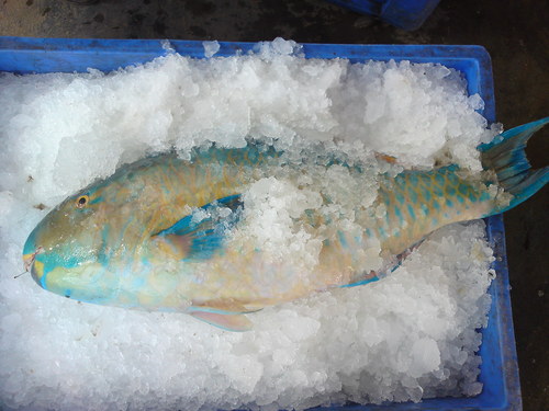 बर्फ में तोता मछली