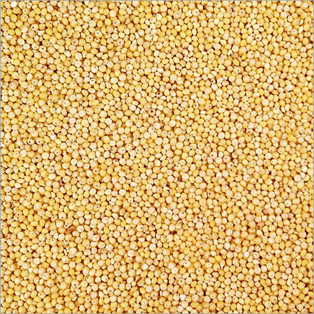 Proso Millet