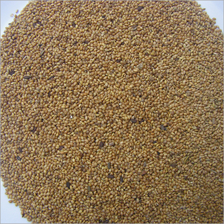 Foxtail Millet
