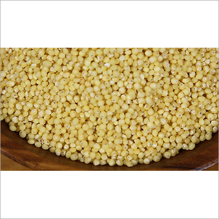 मोती बाजरा