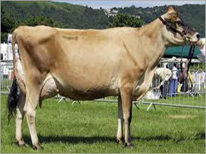 जर्सी विशेष गाय