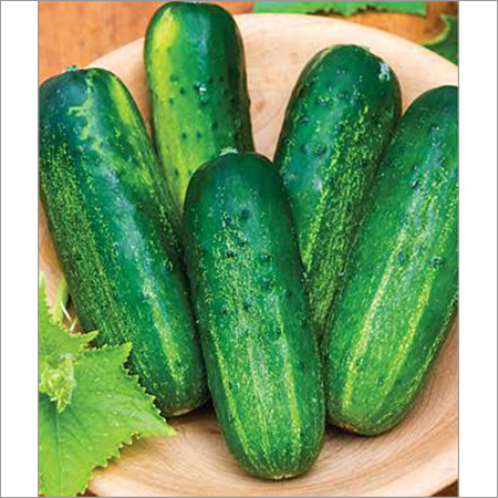 Fresh Cucumbers