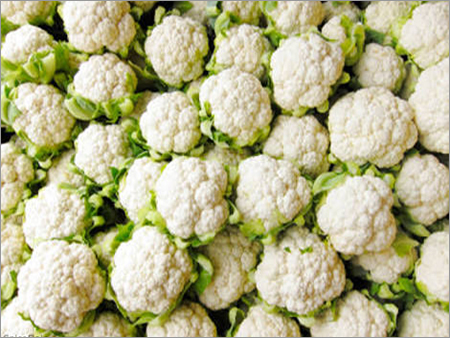 Fresh Cabbage