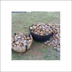 ताज़ा नारियल कोप्परा