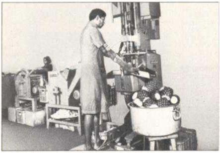 Pineapple Processing Line