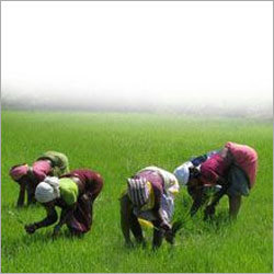 एग्री जेनसेट्स इंजन