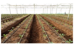 HDPE Drip Irrigation In Flexible Pattern