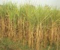 Sugar Cane