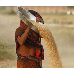 कच्चा गेहूँ का आटा