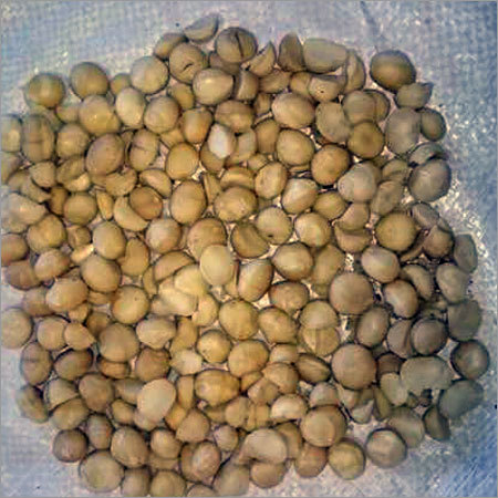 कच्ची मैकाडामिया