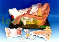 मानव कान, 6 भाग