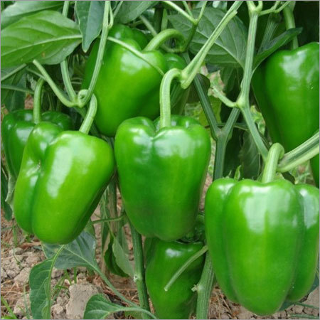 ताज़ी शिमला मिर्च