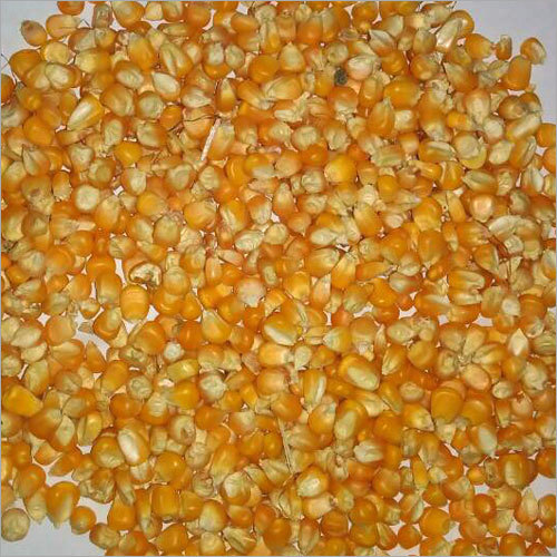 कच्ची मकई