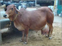 Sahiwal Black Cow