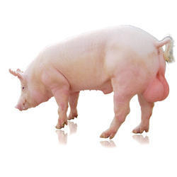 Yorkshire Boar - 54-60 kg Weight, Pink Color | Premium Quality for Farming Use