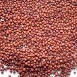 Agriculture Indian Red Sorghum