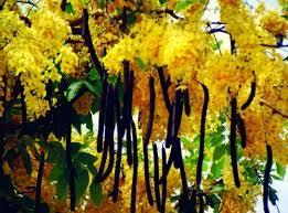 Amaltas