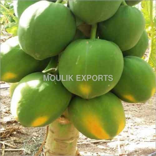 ताजा पपीता