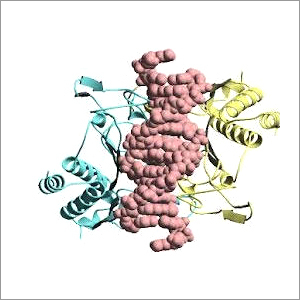 Restriction Endonuclease
