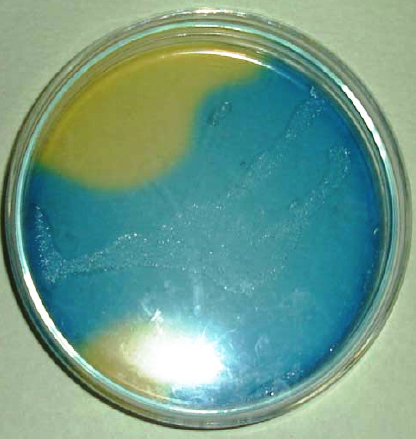 Azospirillum Fertilizer - Organic Microbial, High Nitrogen Content | Promotes Root Growth, Enhances Soil Fertility