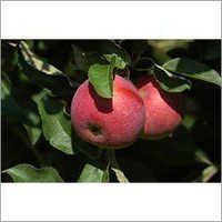 सेब का स्वाद