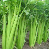 Celery Seeds