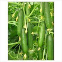 Polyhouse Cucumber Seeds