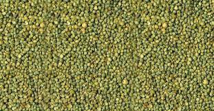 Indian Millet - 12% Max Moisture, 8% Max Protein, 1% Max Foreign Matter, 2% Max Broken | Dried Grains, Organic and Common Cultivation