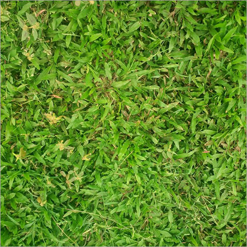 पैस्पो लॉन ग्रास