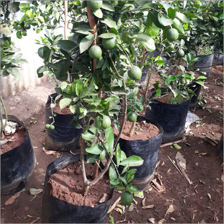 Fruits Plants