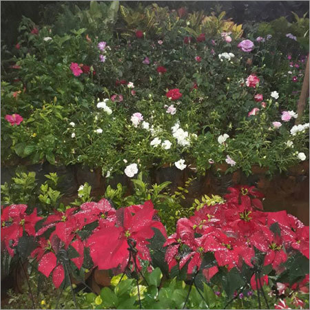 Garden Flower Plant