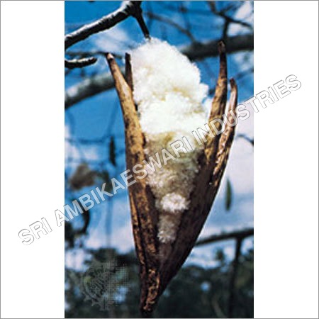 Pure Kapok Cotton